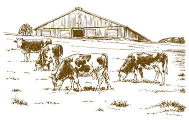 Cows grazing on meadow. Hand drawn illustration. - 269011916