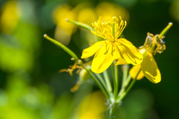 Yellow spring flower. Primroses in the garden. yellow spring flower Lesser celandine Ranunculus ficaria.
