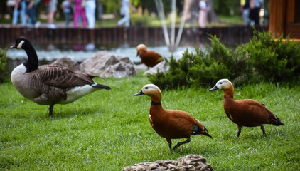 goose and goslings