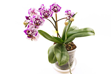Spotted Phalaenopsis Orchid flower in a pot