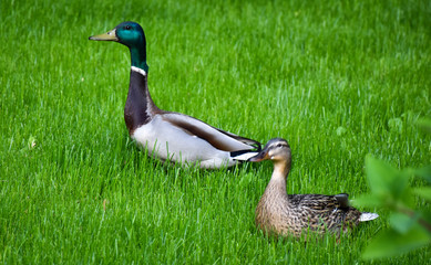 goose on grass