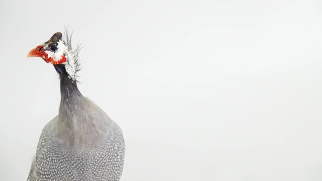 portrait  blue guinea fowl isolated on white screen