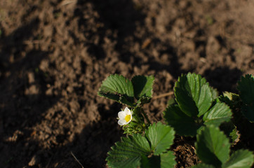 strawberry bloom in the garden