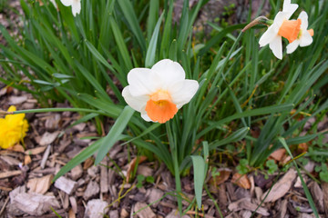 yellow flower in garden Narcissus
