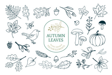 Vector Set with various Autumn/fall themed elements like leaves, mushrooms, pumpkins, nuts and flowers.