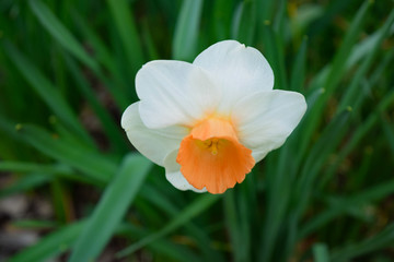 Obraz na płótnie Canvas yellow flower in garden Narcissus
