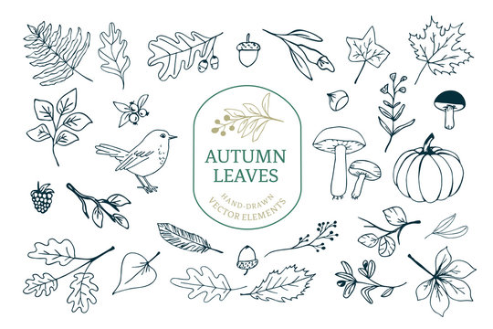 Vector Set with various Autumn/fall themed elements like leaves, mushrooms, pumpkins, nuts and flowers.