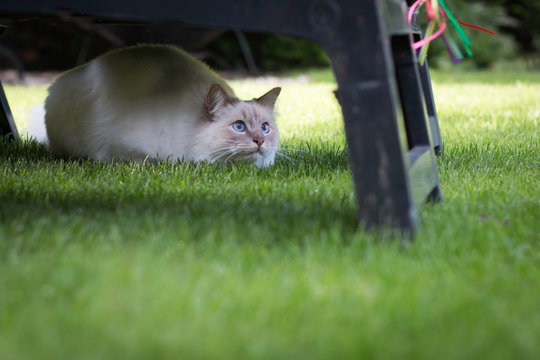 Birman cat on the grass