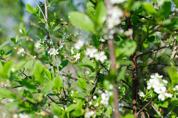 Fototapeta na wymiar blooming cherry in spring, flowers