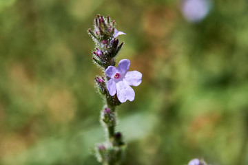 Close Up of Isolated Texas Vervain (Verbena halei) flower. Springtime in Texas