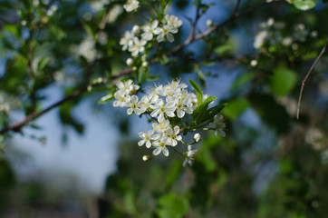 blooming cherry in spring, flowers