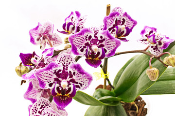Spotted Phalaenopsis Orchid inflorescence