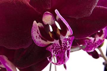 Deep maroon phalaenopsis orchid close-up