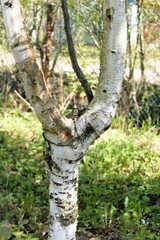 Sunlit trunk of gnarled birch in early spring.