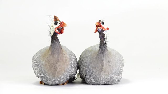 male and female blue guinea fowl isolated on white screen