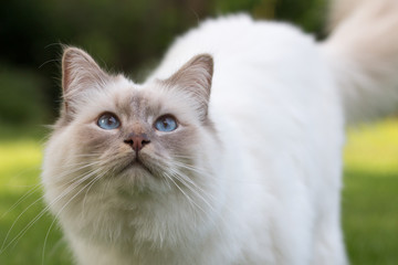 Obraz premium cat in the grass