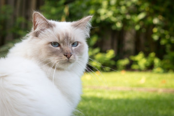 Obraz premium cat on the grass