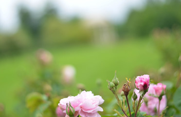 Obraz premium Flowers in a field. Natural flower background. Amazing nature view of flowers blooming in garden under the sun at the middle of summer day. Beautiful floral.