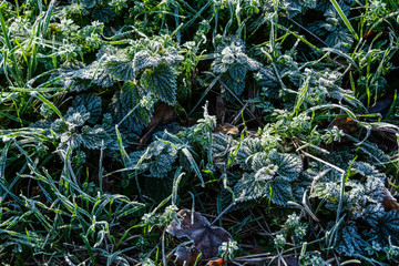 Frost on young plants and grass on the late winter morning