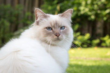 white cat on green grass