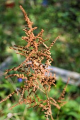 Dried astilba flower on a green background in early spring.