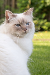 Obraz premium portrait of a sacred cat of Birman
