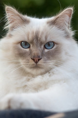 portrait of a Birman cat