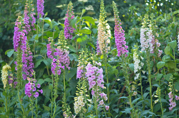 Flowers in a field. Natural flower background. Amazing nature view of flowers blooming in garden under the sun at the middle of summer day. Beautiful floral.