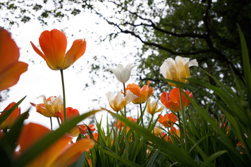 Spring tulips in the park