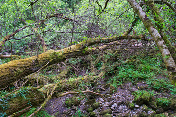 Fototapeta premium MARBLE ARCH NATIONAL NATURE RESERVE ,CLADAGH GLEN,IRELAND