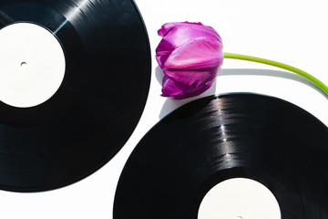 Musical retro background - 2 black vinyl records and purple tulip on white surface.