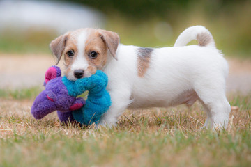 Wirehaired Jack Russell Terrier puppy playing