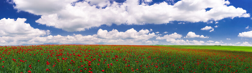 Field with blooming red poppies