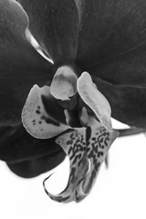 Deep maroon phalaenopsis orchid - greyscale portrait