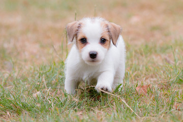 Wirehaired Jack Russell Terrier puppy walking