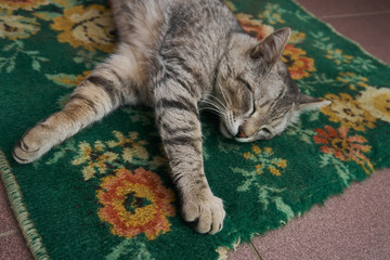 the cat is lying on the rug