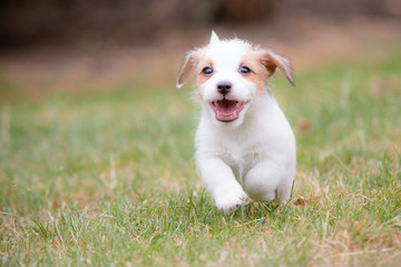 Wirehaired Jack Russell Terrier puppy running