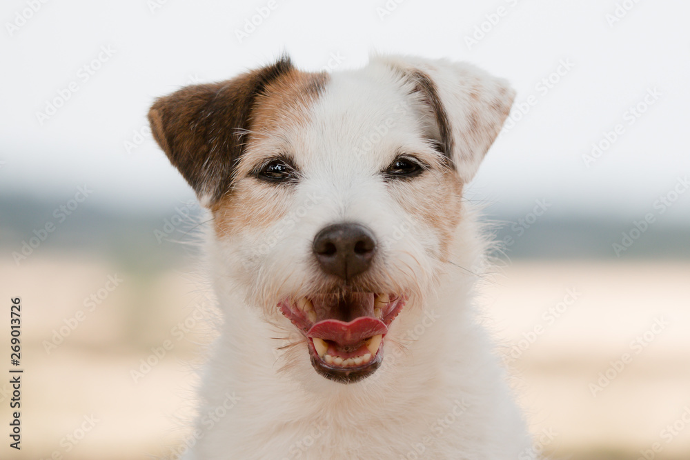 Poster jack russell terrier portrait