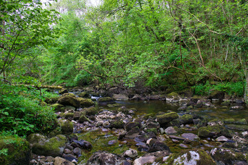 MARBLE ARCH NATIONAL NATURE RESERVE ,CLADAGH GLEN,IRELAND