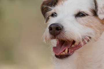close up portrait of a jack russell terrier