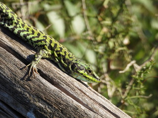lucertola verde