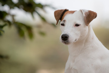 jack russell terrier portrait