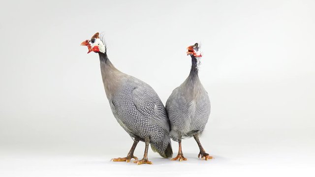 male and female blue guinea fowl isolated on white screen