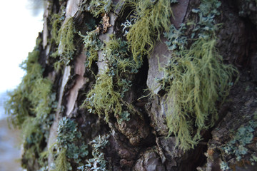 Hongos, líquenes y musgo en la corteza de un árbol anciano y agrietado.