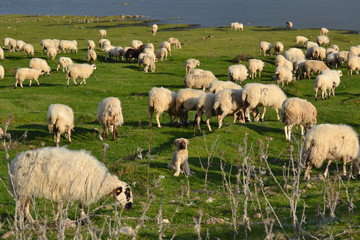 Prado con ovejas y un cachorro de perro pastor en Vinuesa, Soria, España.