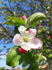 flowers and buds on a branch in the spring, Apple tree.