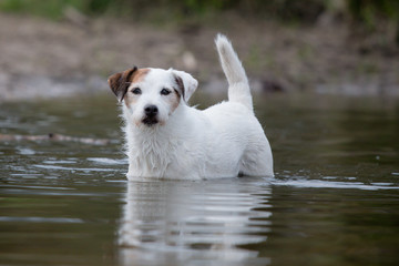 Obraz premium dog in the water
