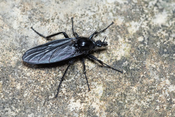 Schwarzer Käfer