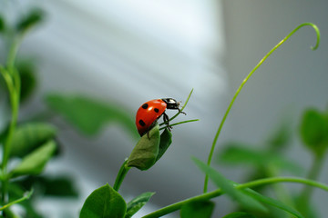 Ladybird in drops of dew.Selective focus