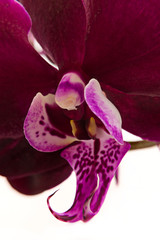 Deep maroon phalaenopsis orchid close-up